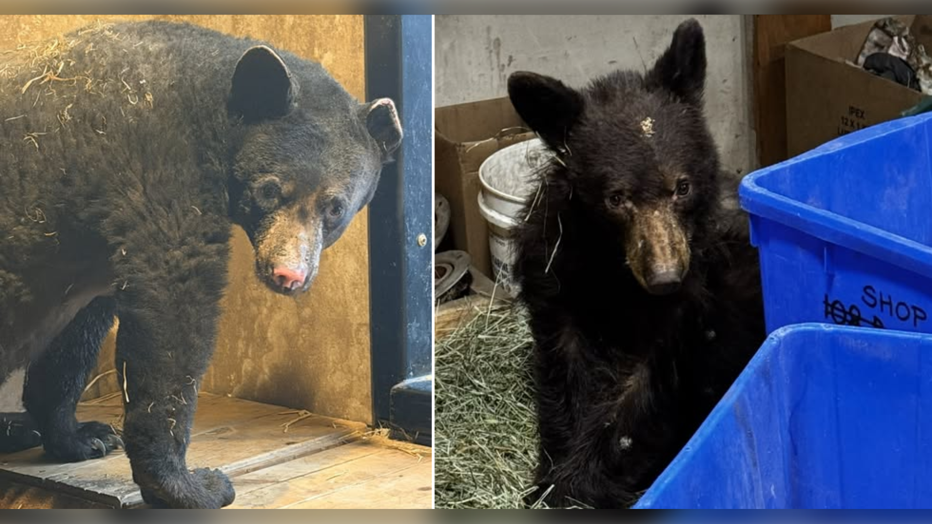 Valkyrie and new cub