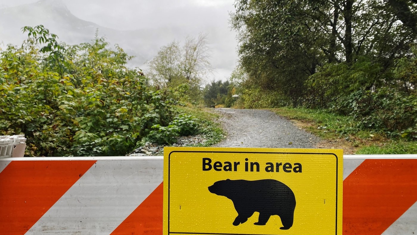 Black Bear and cubs spotted along Dawson Trail in Dawson Creek
