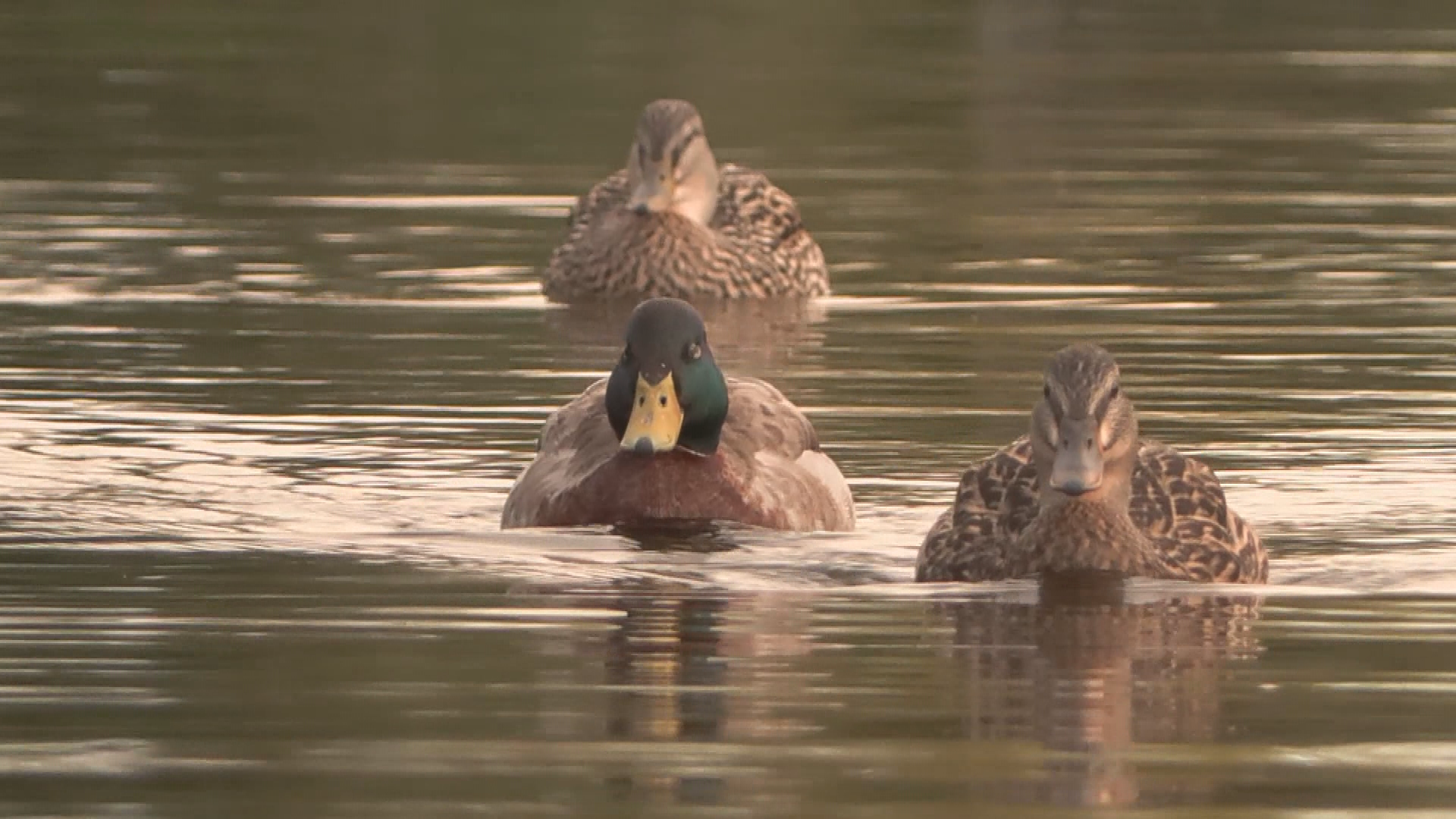 Ducks at Lafarge Lake