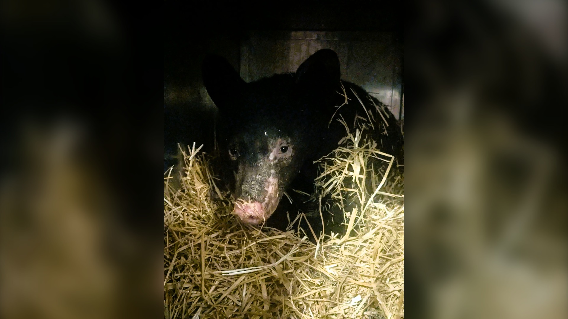 Bear Slashing Wildlife group calls for investigation after bear cub burned in slash ...