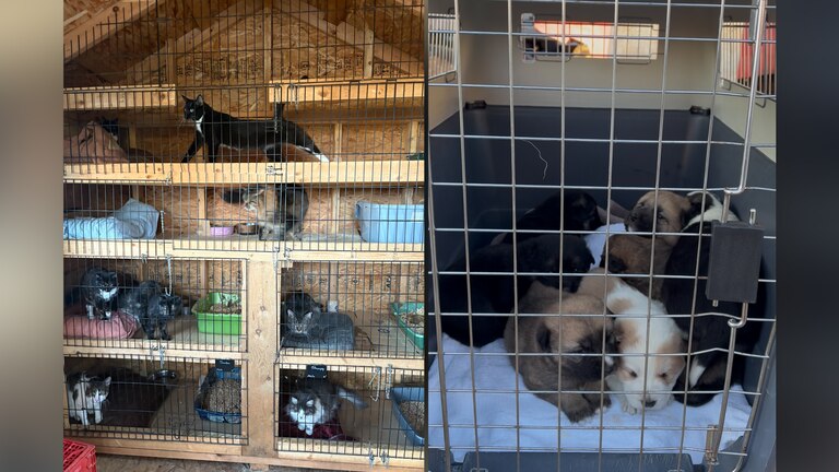 Hundreds of animals in ‘extremely poor conditions’ rescued from ...