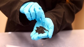 Artificial turf in Metro Vancouver releases chemical deadly to coho salmon: UBC study