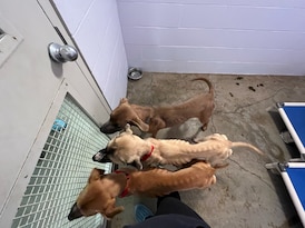 B.C. man convicted of animal cruelty sent to jail after breaching conditions: SPCA 