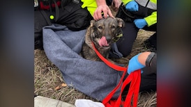 Drifting dog stranded on ice patch rescued from North Saskatchewan River 