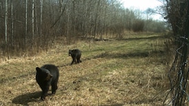 Bear aware: Elk Island National Park educating tourists on black bear sightings