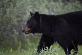 Fewer black bears killed in B.C. last year than in last decade: conservation officers