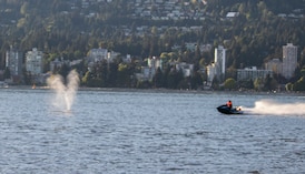 Whale struck by Vancouver jet ski operator seems to be in ‘good condition’: officials 