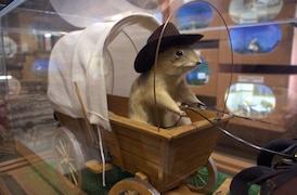 Alberta’s stuffed gopher museum popping up in Calgary as it searches for permanent home