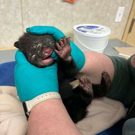 Orphaned black bear cub rescued, taken on 900-kilometre journey in B.C. 