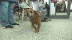 Parachutes for Pets Edmonton