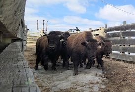 Oh, give me a home: Alberta-raised wood bison calves safely relocated to Alaska