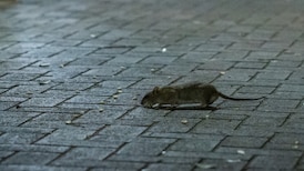 B.C. tribunal settles dispute over ‘odorous rat carcass’ in condo wall 