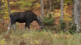 U.S. man fined nearly $29K, gets 10-year Ontario hunting ban for illegal moose kill