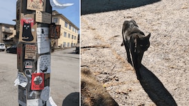 A little black cat is uniting an East Vancouver neighbourhood
