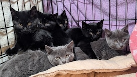 Kittens rescued after AirTag tracks mother to roof of B.C. shed 
