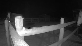 Man charged with bestiality after incident at horse paddock in B.C.’s Okanagan 