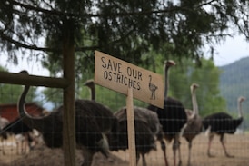 Man arrested for ‘alleged incursion’ at B.C. ostrich farm, RCMP say 