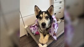 ‘So proud of herself’: Dog shows up at Regina daycare unannounced 