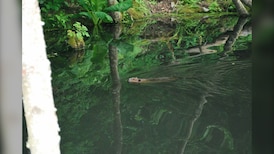 Surrey resident cleaning up garbage to protect a local beaver 