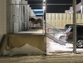 ‘It’s completely unacceptable’: Horses exported to Japan suffering illnesses, death: animal rights advocates