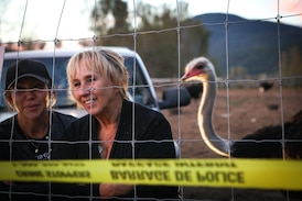 Tribunal upholds $10K fine for B.C. ostrich farm over failure to report sick birds