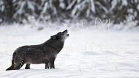 Euthanasia of ‘Calia’ the wolf-dog highlights BC SPCA’s stance against cross-breeding