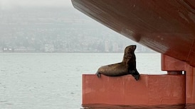 ‘Giving his best profile’: Stowaway seal poses while perched on massive vessel