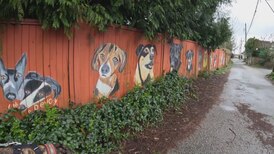 ‘A dog can always make someone happy’: B.C. senior paints 100 pet portraits on back-alley fence