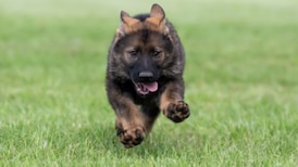 ‘Name the Puppy’ contest for future RCMP dogs opens Thursday