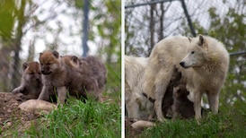 New wolf pups born at Edmonton Valley Zoo for 1st time in many years: officials