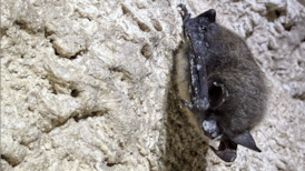 Jasper National Park fighting deadly fungal disease in bats