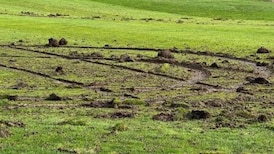 B.C. golf course riddled with tire tracks after ‘reckless’ driving incident, RCMP say 
