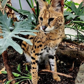 Owner says Gary the African serval will suffer under B.C. exotic cat ban 