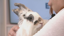 Animal rescue urges caution before gifting a bunny for Easter