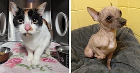 4 dogs, cat rescued from filthy RV: B.C. SPCA
