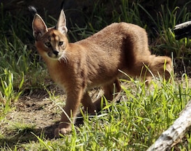 B.C. banning exotic cat ownership, citing public safety and animal welfare