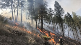 Prescribed wildfire proposed at Jasper National Park this spring