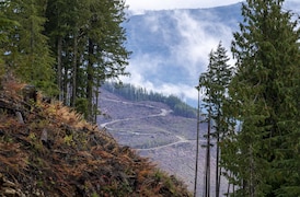 B.C. appointed them to map old-growth. Now they say province is failing to save it