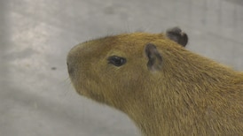 Edmonton Wildlife Festival 