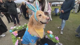 First-ever pet parade takes place at Vancouver Cherry Blossom Festival 