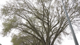 Elm-pruning ban takes effect next month