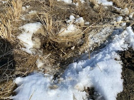 Here’s how much gophers are costing some Saskatchewan farmers