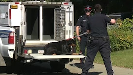 New pet bylaw in effect Tuesday ups requirements for vicious dogs, feral cats