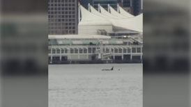 ‘It was very cool to watch’: Orca sighting in Vancouver harbour the perfect birthday gift for B.C. woman