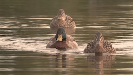 Birds at Coquitlam’s Lafarge Lake getting tangled in discarded fishing line, advocates warn