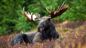 Southern Ontario men fined $7K for illegal moose kill