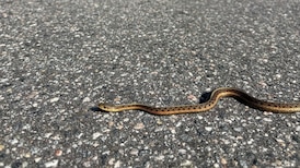 How Elk Island National Park is working to protect garter snakes from road deaths 