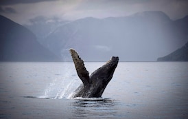 Fisheries Department investigating humpback death off B.C.’s Keats Island