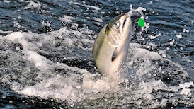 Chinook salmon study reveals shifting diets across B.C.’s Salish Sea