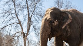 Lucy the elephant should stay at Edmonton zoo, is a lesson for best practice, say city councillors